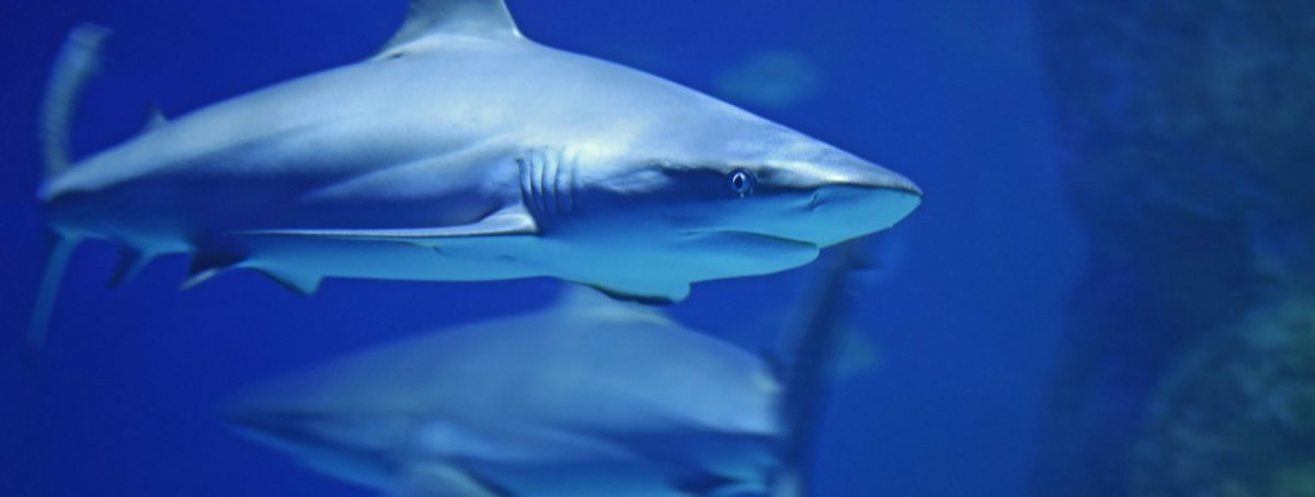 Staying clear of Nazis and Sharks – Reflecting on my News Diet